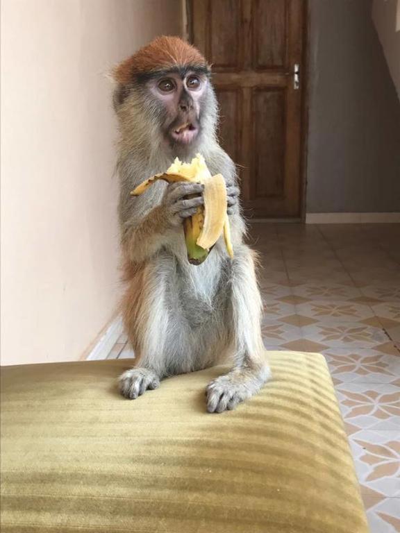 Auberge La Praline Toubakouta מראה חיצוני תמונה